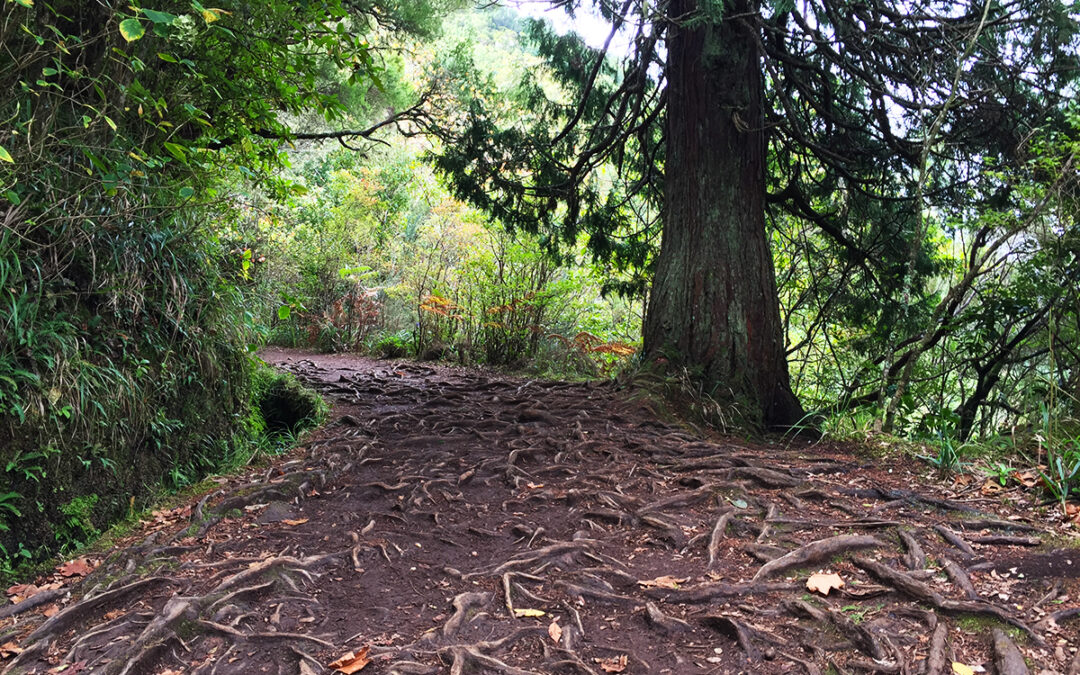 Laurissilva: Madeira’s green heart and a world of life found nowhere else