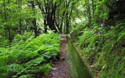 Walking Through History: The Levada Trails of Madeira